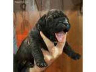 Boerboel Puppy for sale in Mount Vernon, IL, USA