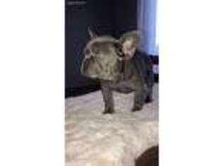 French Bulldog Puppy for sale in Gonzales, CA, USA