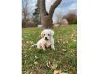 Coton de Tulear Puppy for sale in Mansfield, MO, USA