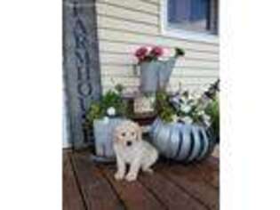 Goldendoodle Puppy for sale in Gretna, NE, USA
