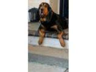 Bloodhound Puppy for sale in Banning, CA, USA
