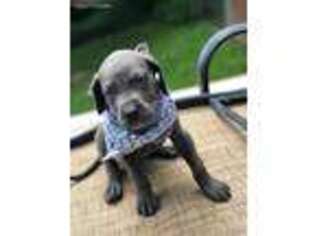 Great Dane Puppy for sale in Senatobia, MS, USA