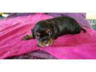 Cavalier King Charles Spaniel Puppy for sale in Bellefontaine, OH, USA