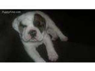Bulldog Puppy for sale in Sidney, NE, USA