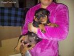 Rottweiler Puppy for sale in Rio Rancho, NM, USA