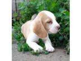 Beagle Puppy for sale in Tipton, MO, USA