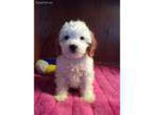 Cavapoo Puppy for sale in Epps, LA, USA