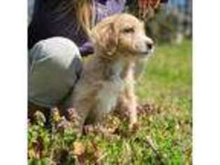 Labradoodle Puppy for sale in Greenville, SC, USA