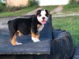 Olde English Bulldogge Puppy for sale in Falcon, MO, USA