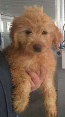 Goldendoodle Puppy for sale in Knox, PA, USA