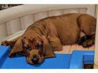 Redbone Coonhound Puppy for sale in Dallas, TX, USA