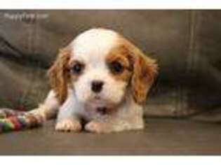 Cavalier King Charles Spaniel Puppy for sale in Kite, GA, USA