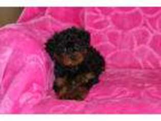 Yorkshire Terrier Puppy for sale in Georgetown, OH, USA