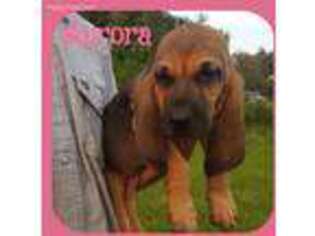 Bloodhound Puppy for sale in Okeechobee, FL, USA