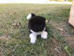 Akita Puppy for sale in Oklahoma City, OK, USA