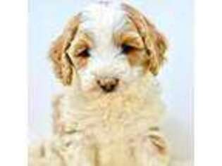 Australian Labradoodle Puppy for sale in Libby, MT, USA