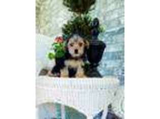 Yorkshire Terrier Puppy for sale in Denison, TX, USA