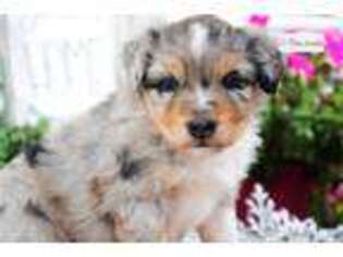 Miniature Australian Shepherd Puppy for sale in Jonesboro, AR, USA