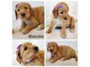 Goldendoodle Puppy for sale in North Babylon, NY, USA