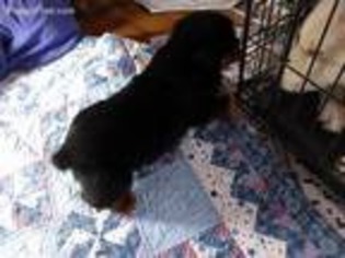Rottweiler Puppy for sale in South Whitley, IN, USA