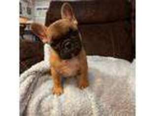 French Bulldog Puppy for sale in Parker, CO, USA