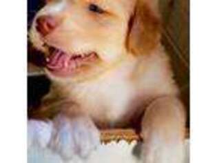 Golden Retriever Puppy for sale in Marathon, TX, USA