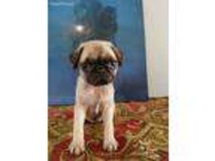 Pug Puppy for sale in Wooster, OH, USA