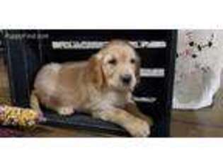 Golden Retriever Puppy for sale in Thorp, WI, USA