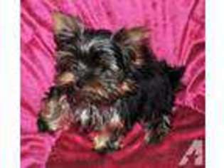 Yorkshire Terrier Puppy for sale in WEST UNION, IL, USA