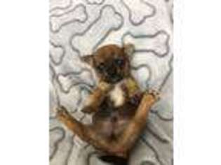 Chihuahua Puppy for sale in Stafford, VA, USA