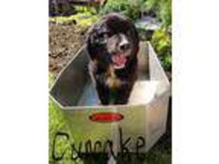 Bernese Mountain Dog Puppy for sale in Lykens, PA, USA