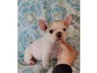 French Bulldog Puppy for sale in Myrtle Creek, OR, USA