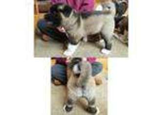 Akita Puppy for sale in Springfield, OH, USA