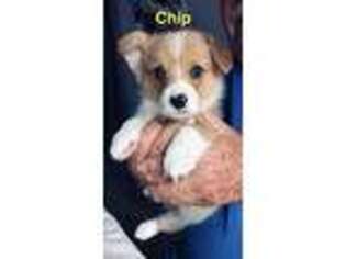 Pembroke Welsh Corgi Puppy for sale in Middleburg, FL, USA