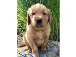 Golden Retriever Puppy for sale in Coshocton, OH, USA