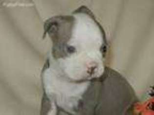 Boston Terrier Puppy for sale in Westmoreland, TN, USA