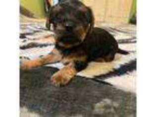 Yorkshire Terrier Puppy for sale in Pasadena, CA, USA