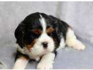 Cavalier King Charles Spaniel Puppy for sale in Greensboro, NC, USA