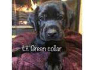 Labrador Retriever Puppy for sale in Hollister, CA, USA