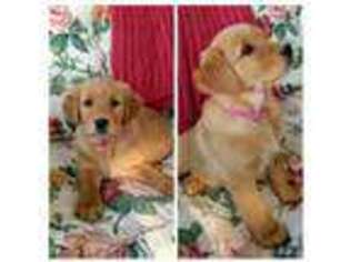 Golden Retriever Puppy for sale in Dunlap, IL, USA