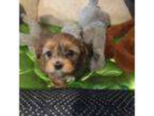 Havanese Puppy for sale in Howell, MI, USA