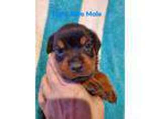 Rottweiler Puppy for sale in Baden, PA, USA