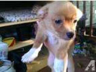 Newfoundland Puppy for sale in BRUSH PRAIRIE, WA, USA