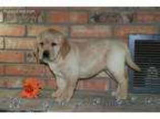 Labrador Retriever Puppy for sale in Irvington, KY, USA