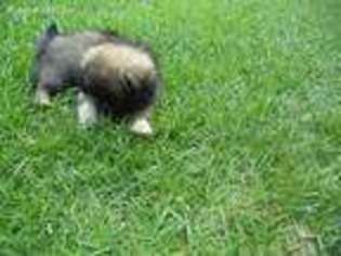 Tibetan Spaniel Puppy for sale in Albany, GA, USA