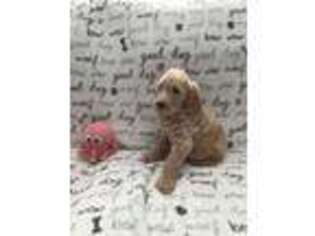 Labradoodle Puppy for sale in Palm Bay, FL, USA