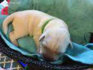 Labrador Retriever Puppy for sale in Frankston, TX, USA