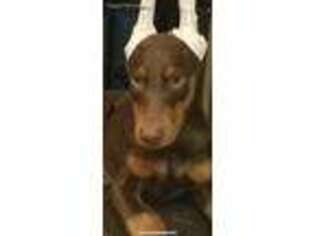 Doberman Pinscher Puppy for sale in Medford, NY, USA