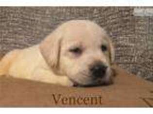 Labrador Retriever Puppy for sale in Greensboro, NC, USA