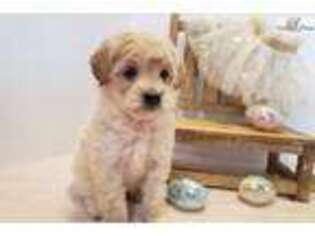 Goldendoodle Puppy for sale in Omaha, NE, USA